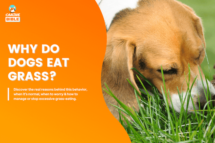 why do dogs eat grass
