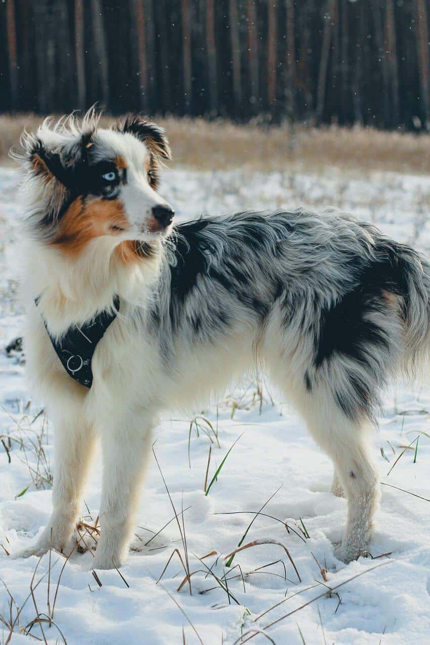 Australian Shepherd Appearance
