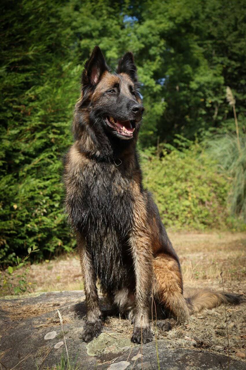 Belgian Malinois appearance