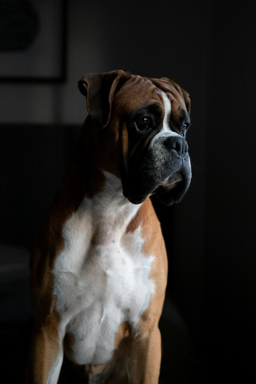 Boxer appearance