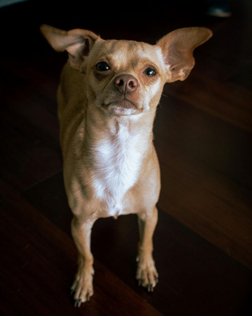 Chihuahua appearence