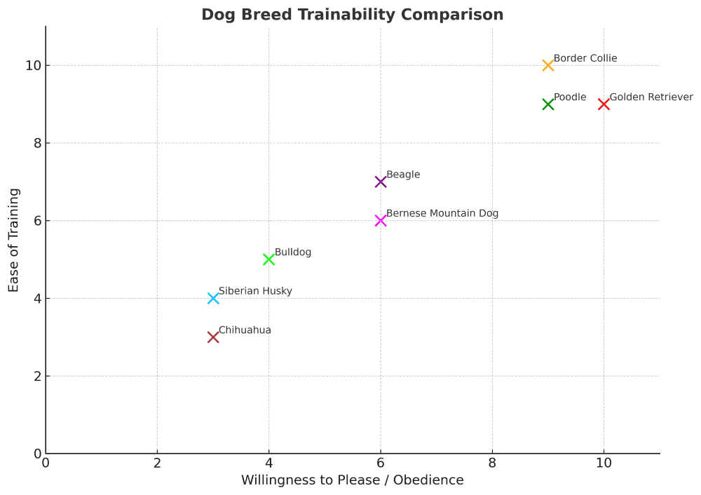 Chihuahua trainability chart