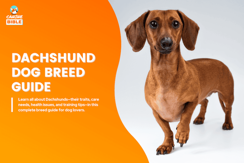 Dachshund