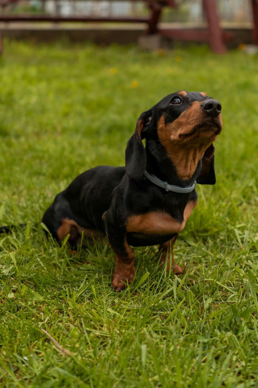 Dachshund appearance