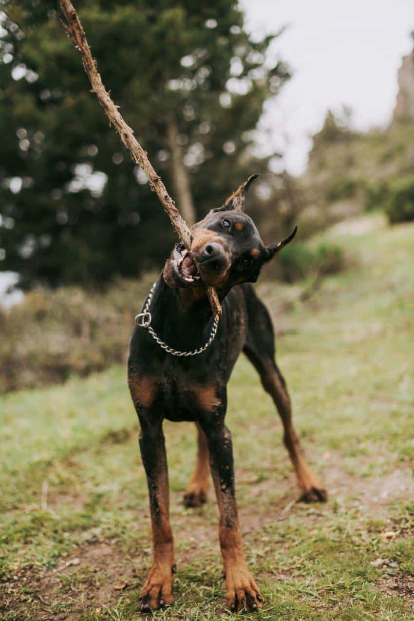 Doberman appearance