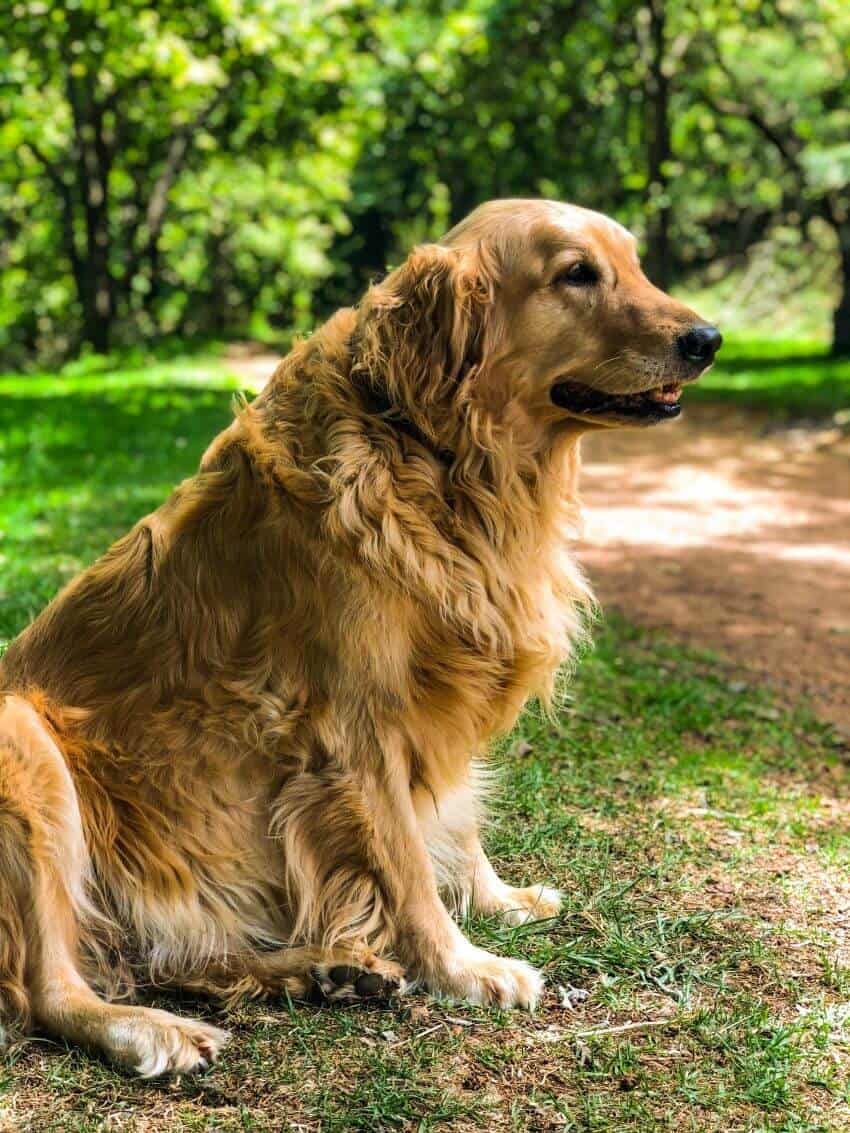Golden Retrieve Appearence