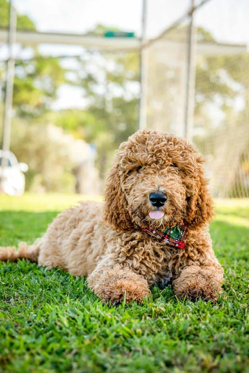 Goldendoodle appearance