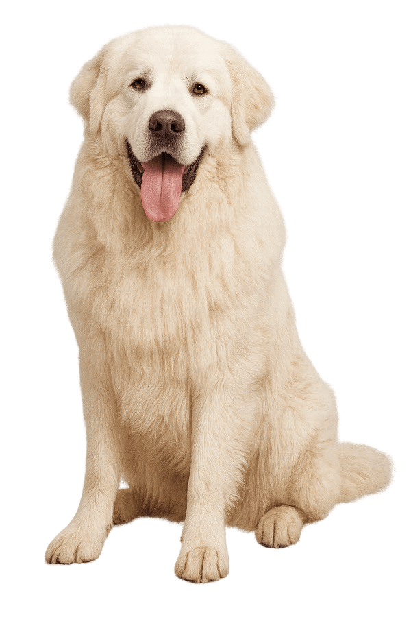 Great Pyrenees dog