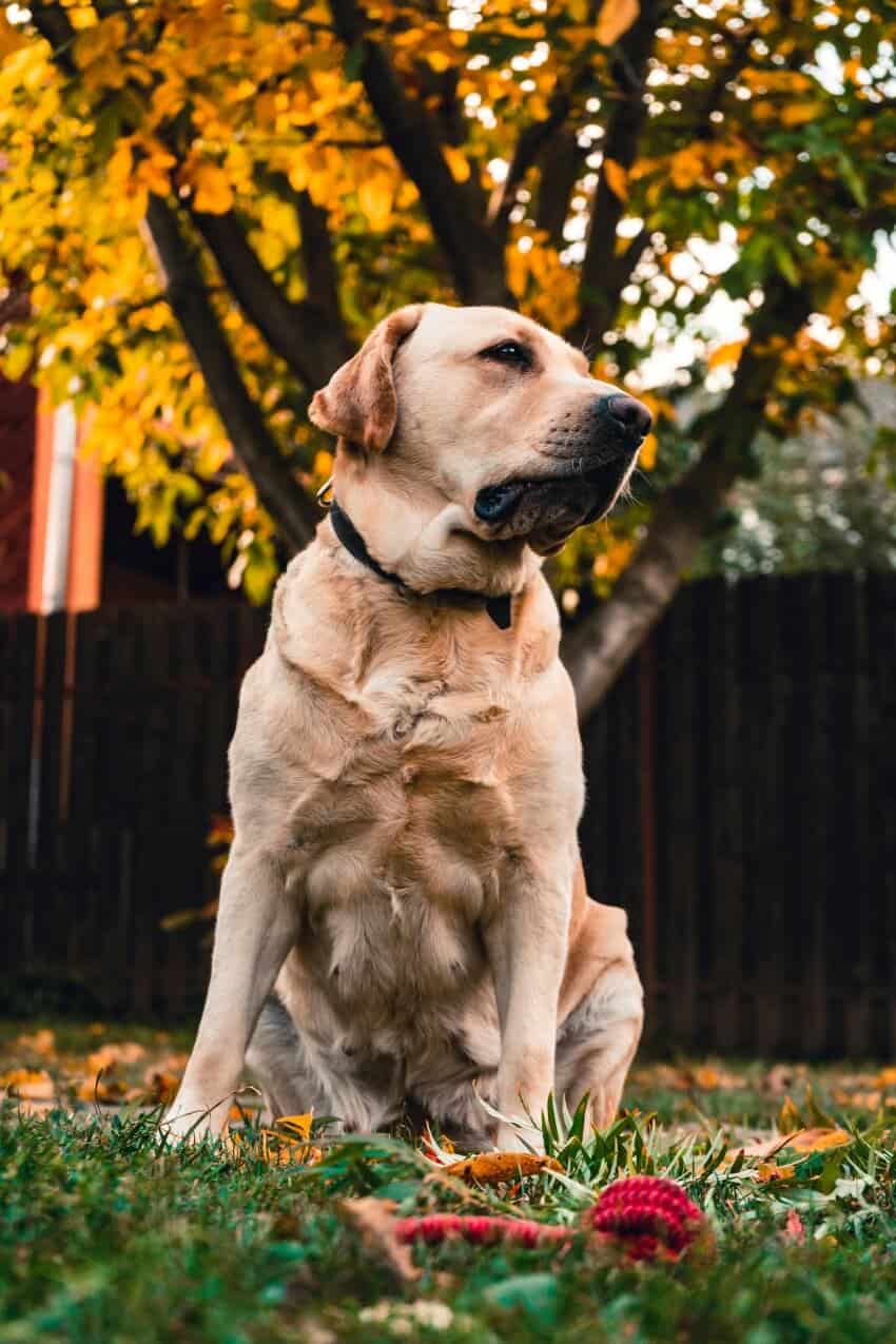 Labrador Retriever appearance