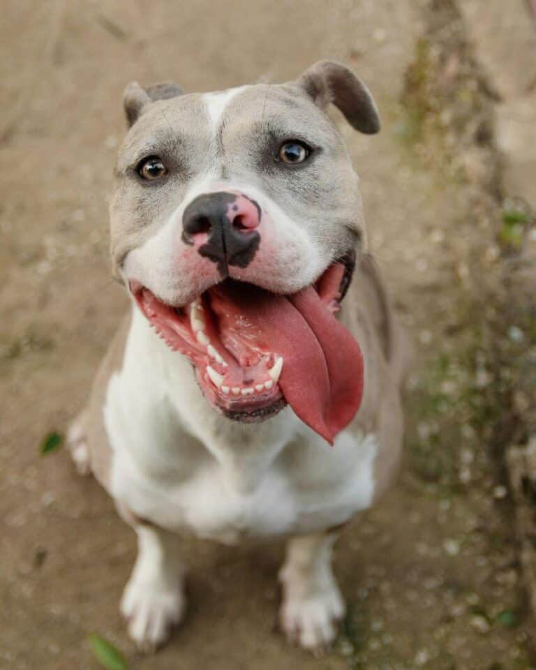 Pit Bull Dog Breed Information: Traits, Health, Facts, Care & More ...