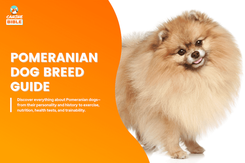 Pomeranian
