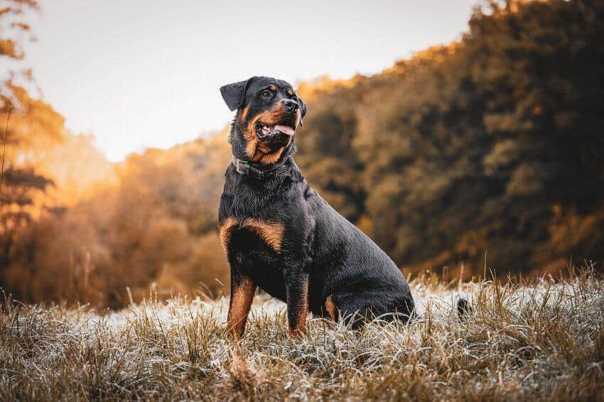 Rottweiler appearence
