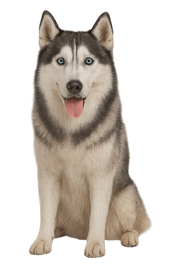 Siberian Husky dog