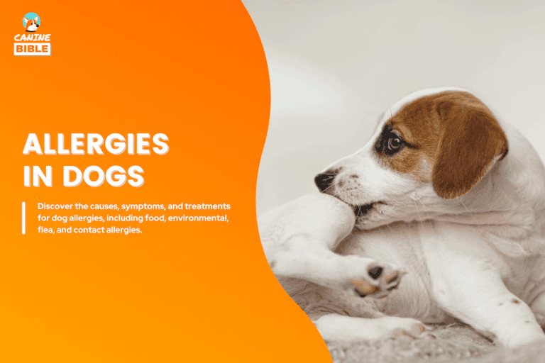 allergies in dogs