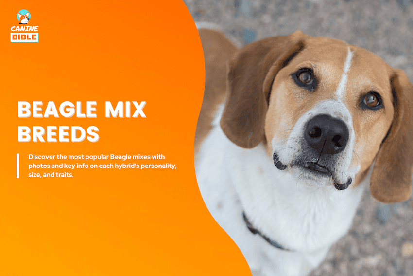beagle mixes