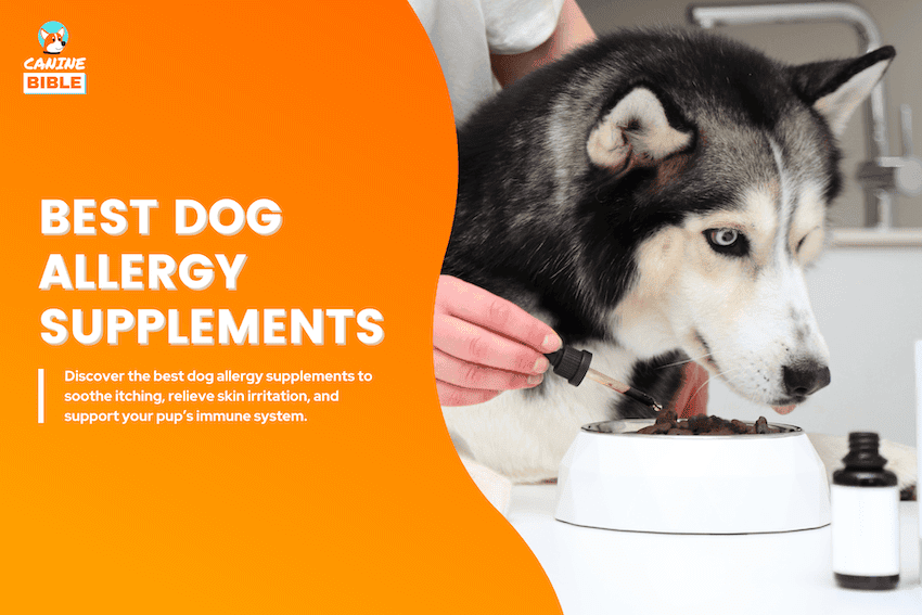 best dog allergy supplement