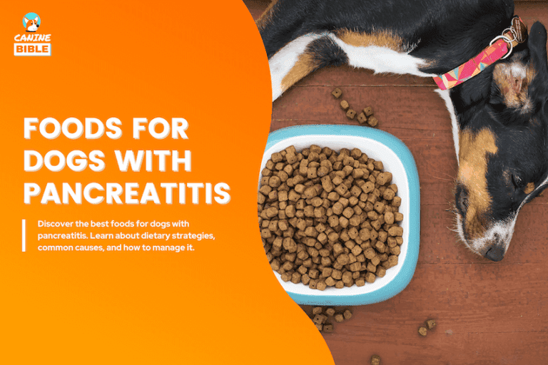 10 Best Foods for Dogs with Pancreatitis 2025: Vet-Approved