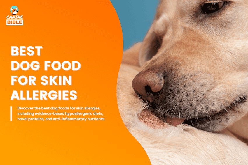 Best Dog Food for Skin Allergies