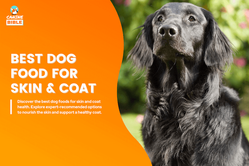 best dog food for skin and coat