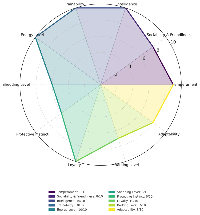 border collie traits