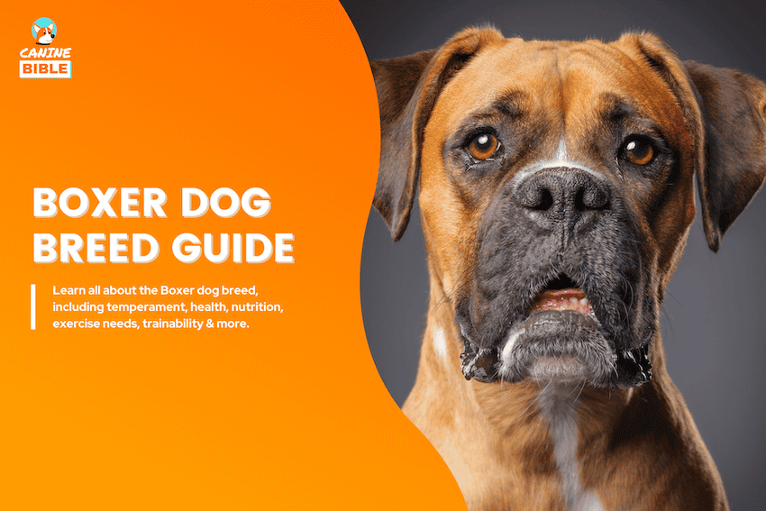 boxer dog