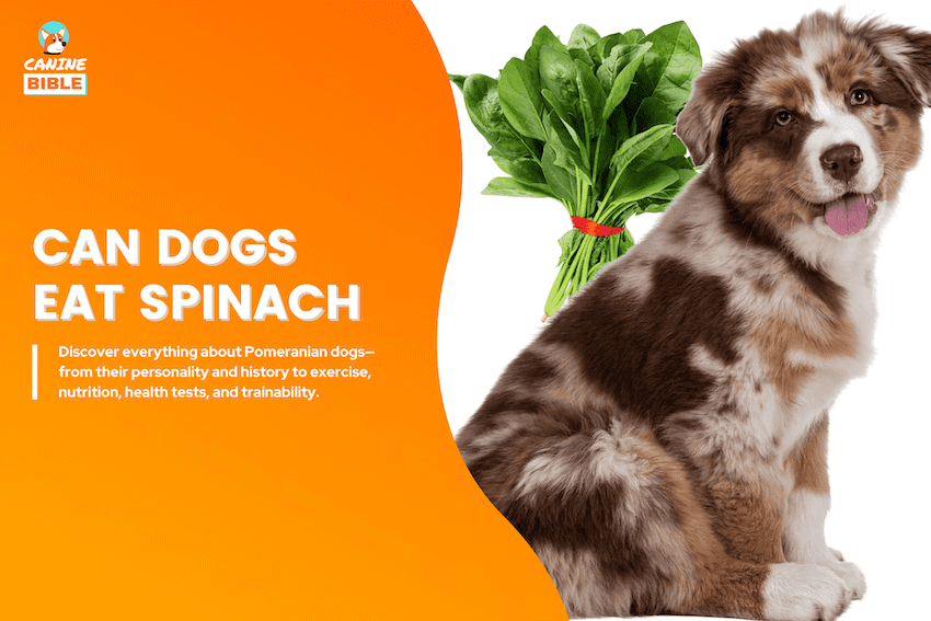 can dogs eat spinach