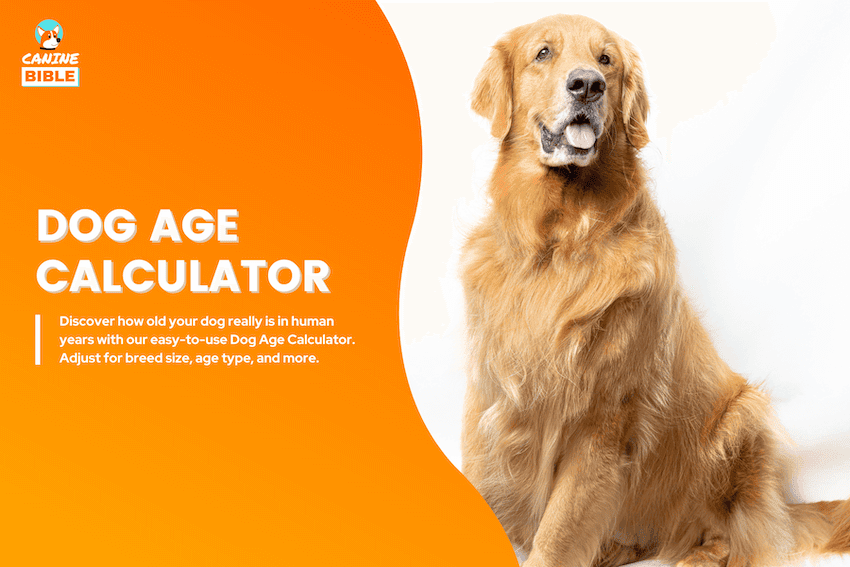 dog age calculator human years