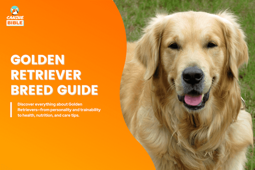 golden retriever