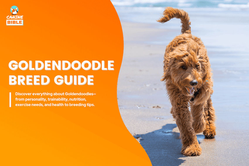 goldendoodle
