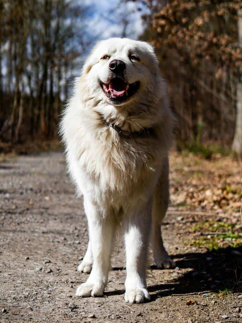 great pyrenees appearance
