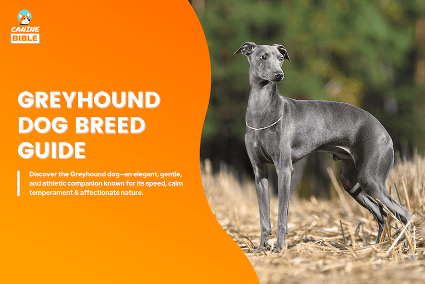 Greyhound Dog Breed Information Traits Facts Care More Canine Bible