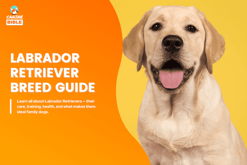 labrador retriever dog