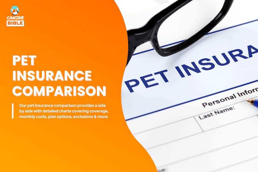pet insurance comparison