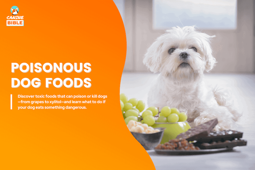 poisonous dog foods