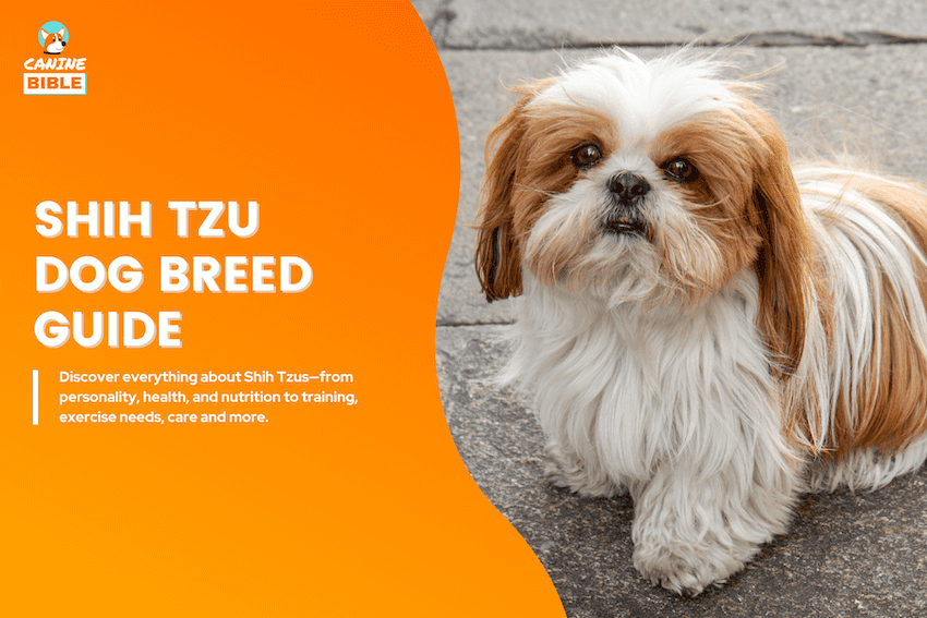shih tzu breed