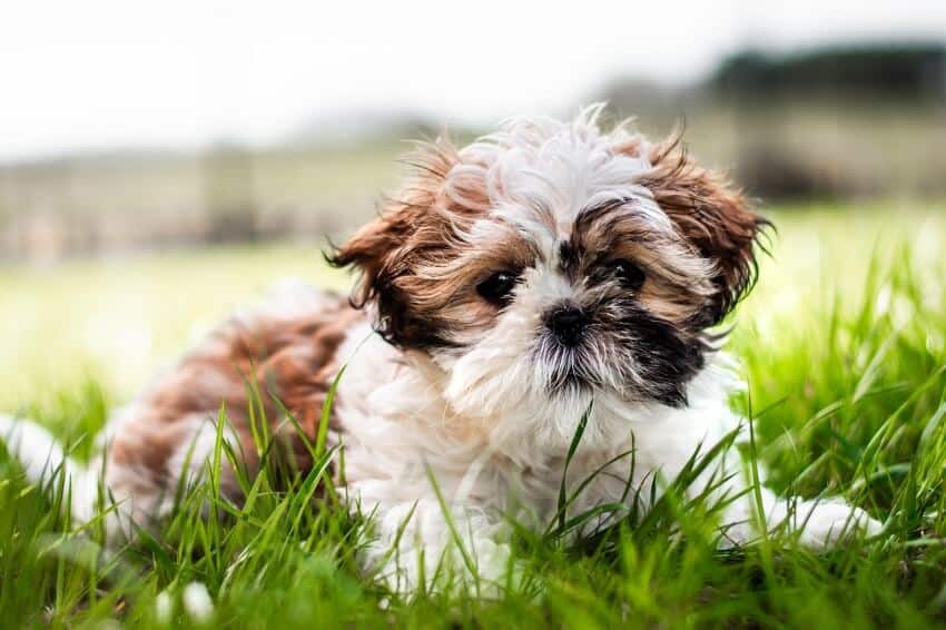 shih tzu appearance