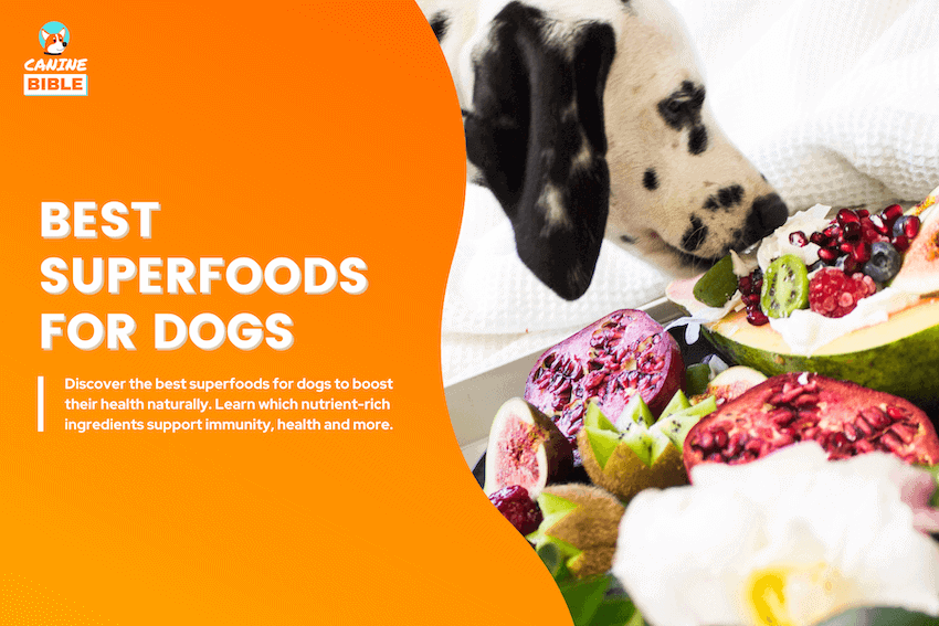 superfoods for dogs