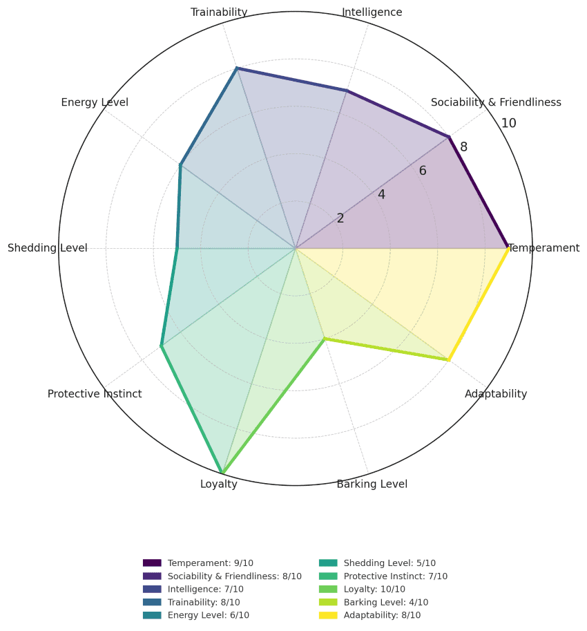 American Bully traits