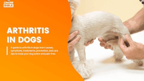Arthritis in dogs
