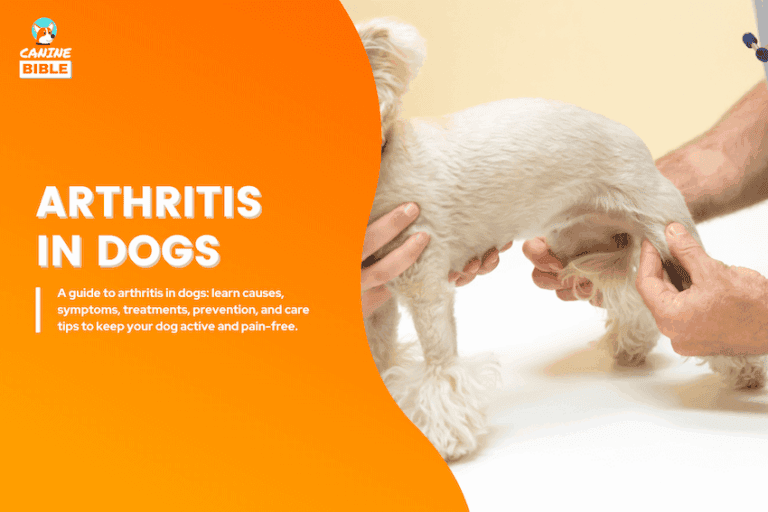 Arthritis in dogs