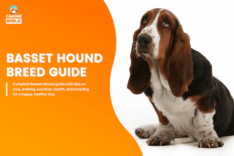 Basset Hound Dog Breed Information: Traits, Facts, Care & More