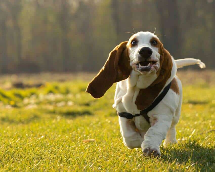 Basset Hound appearance