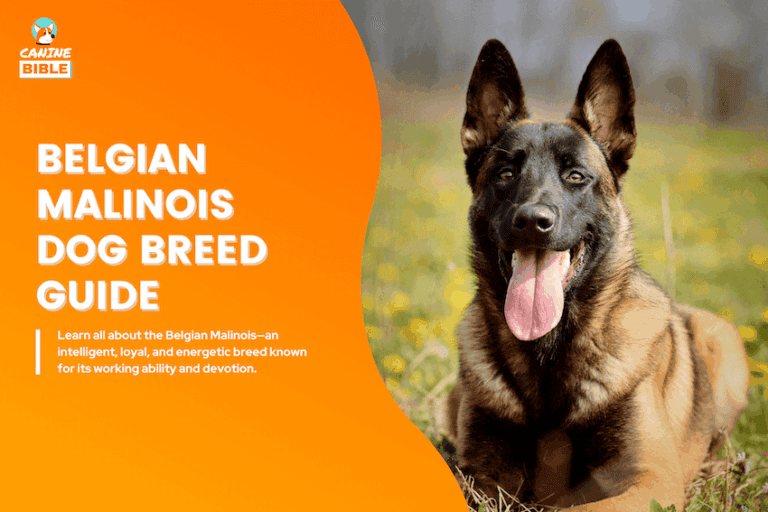 Belgian Malinois