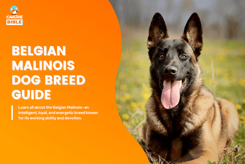 Belgian Malinois