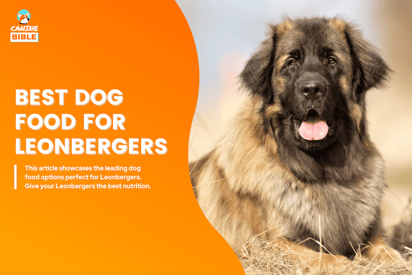 Best Dog Food For Leonbergers