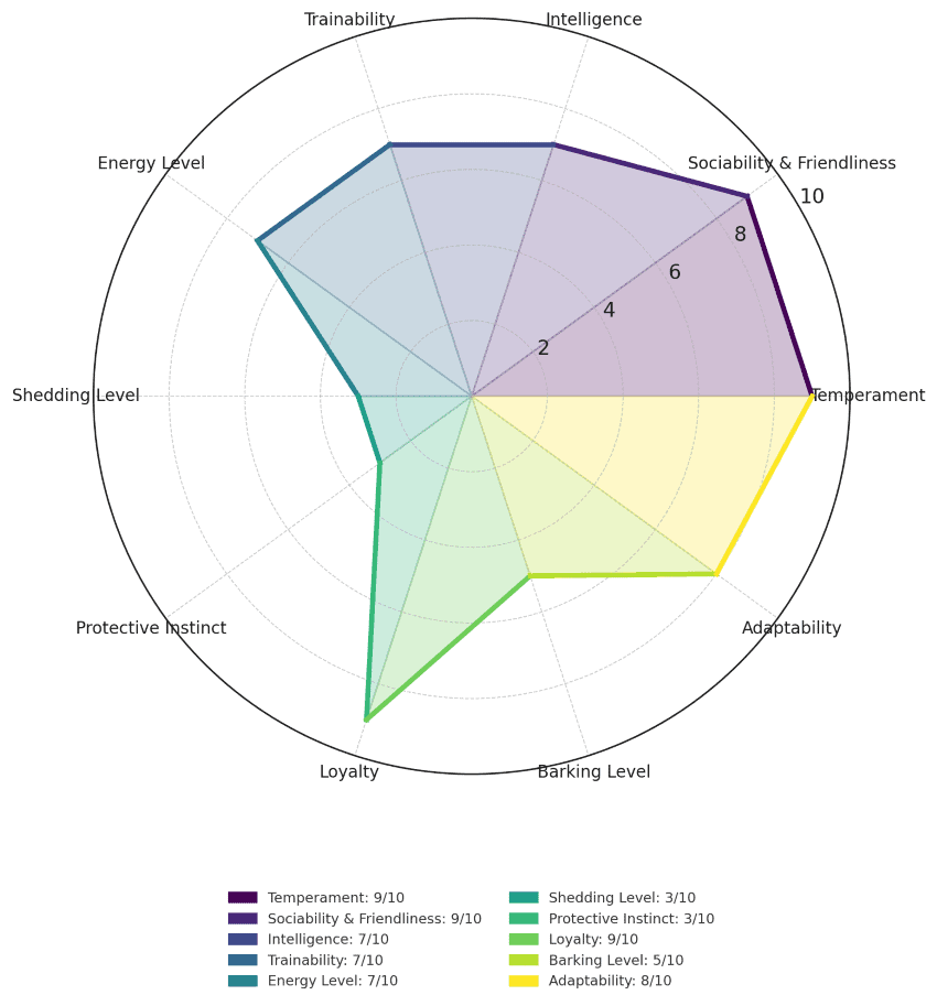 Boston Terrier traits
