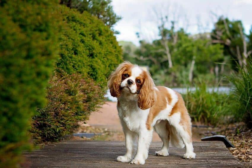 Cavalier King Charles Spaniel appearance