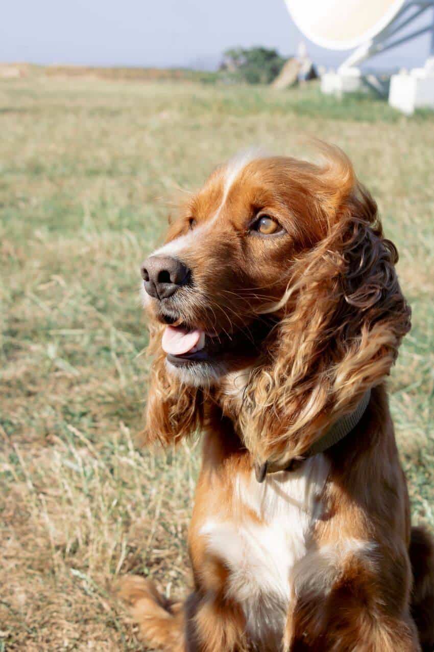Cocker Spaniel appearance