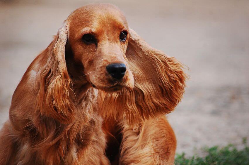 English Cocker Spaniel appearance