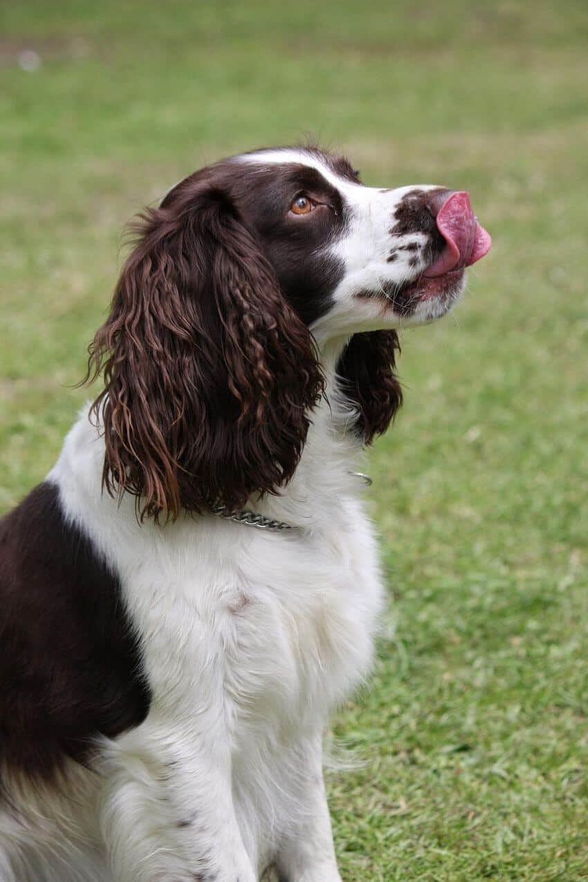 English Springer Spaniel appearance